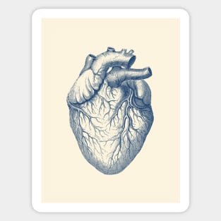 Human Heart - Vintage Medical Diagram Sticker